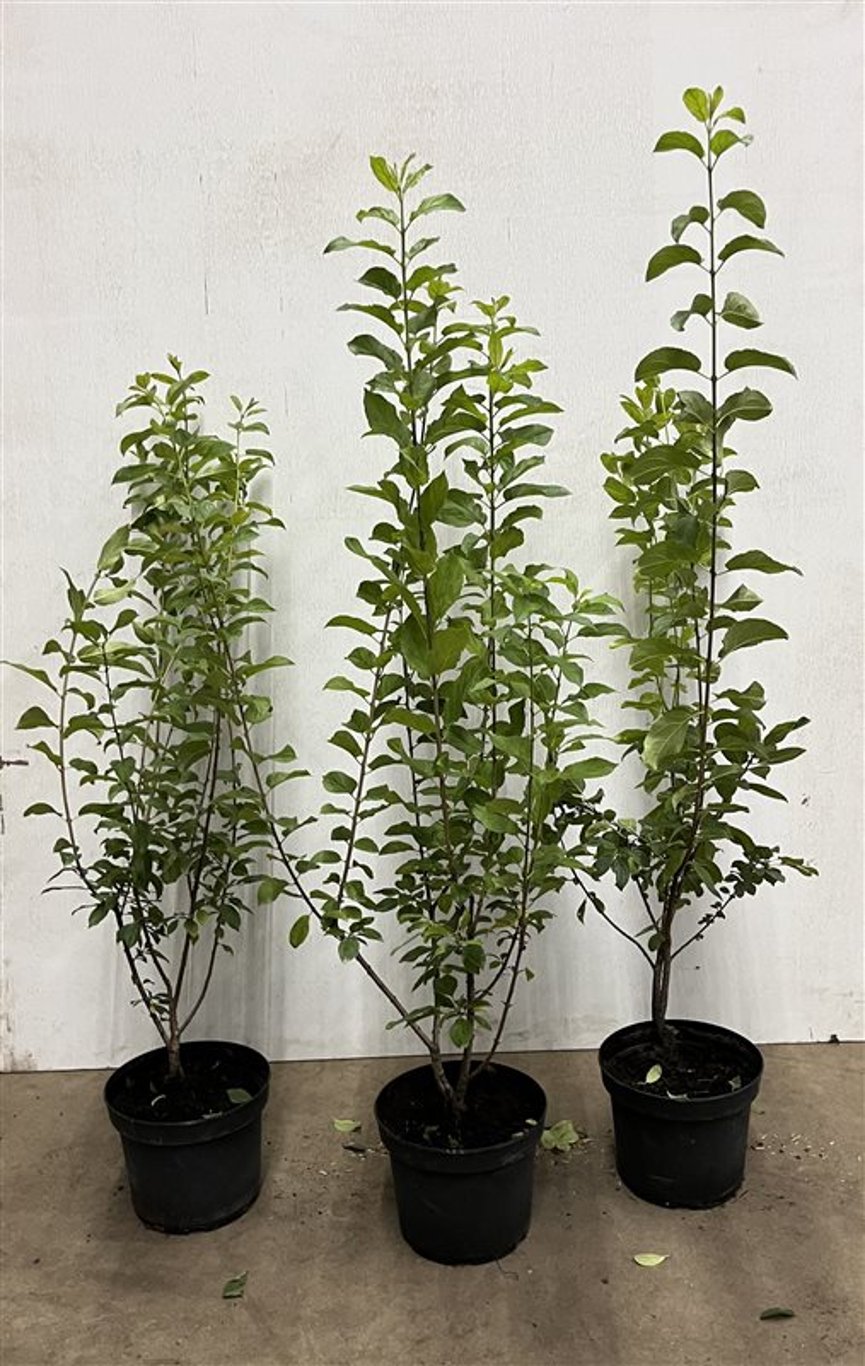 Rhamnus cathartica - C5 80-100 CM